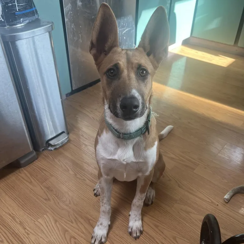 A young small-sized female Yellow / Tan / Blond / Fawn Cattle Dog dog named Pippa for adoption in Bellingham, WA