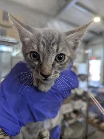 A baby small-sized male Domestic Short Hair cat named Alejandro for adoption in San Bernardino, CA