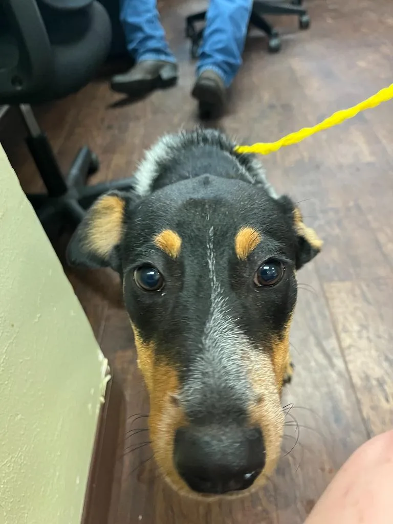 A baby medium-sized male Australian Cattle Dog / Blue Heeler dog named Dog Kennel  Ollie for adoption in Greenville, TX