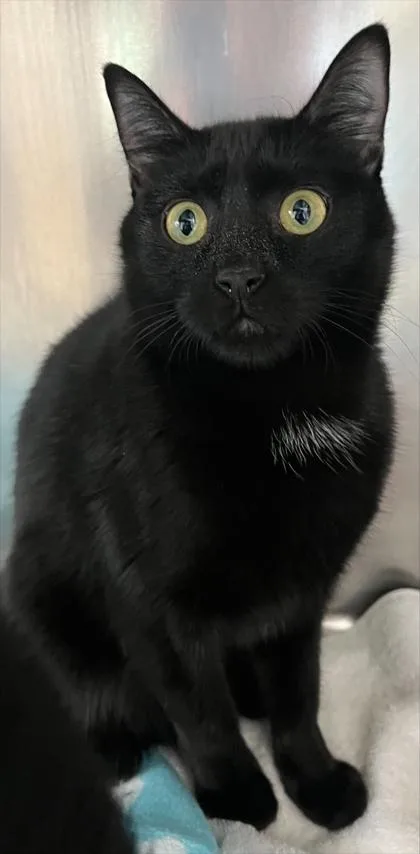 A baby small-sized male Domestic Short Hair cat named Walton for adoption in Westland, MI
