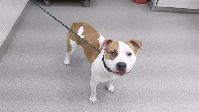 A young large-sized male Boxer dog named Titan for adoption in Omaha, NE