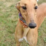 An adult medium-sized female Greyhound dog named Eurostar for adoption in grandville, MI