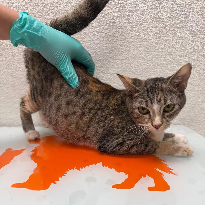 A young medium-sized female Brown / Chocolate Domestic Short Hair cat named Stray Holdpiper for adoption in Albuquerque, NM