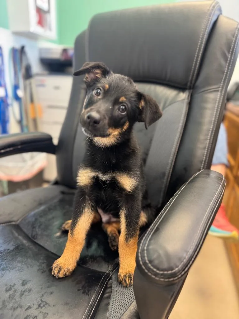 A baby medium-sized male German Shepherd Dog dog named Everett for adoption in Belton, TX