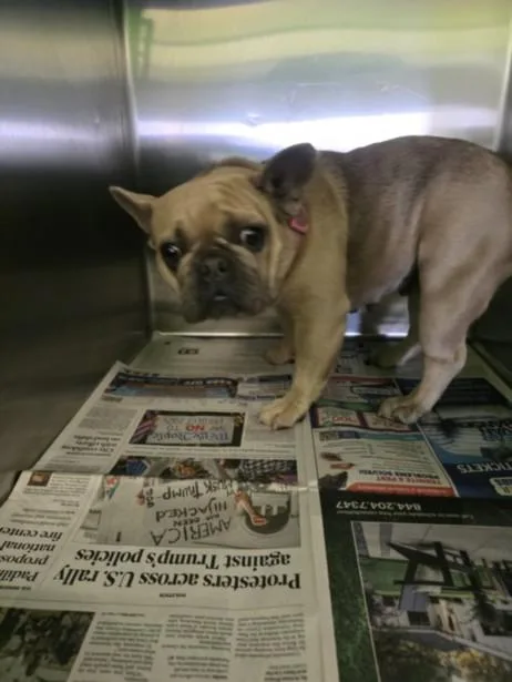 A young small-sized female French Bulldog dog named Princess for adoption in Los Angeles, CA