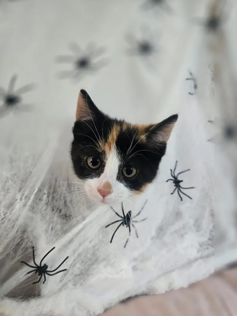 A baby small-sized female Domestic Short Hair cat named Pumpkin & Boo for adoption in Troy, MI