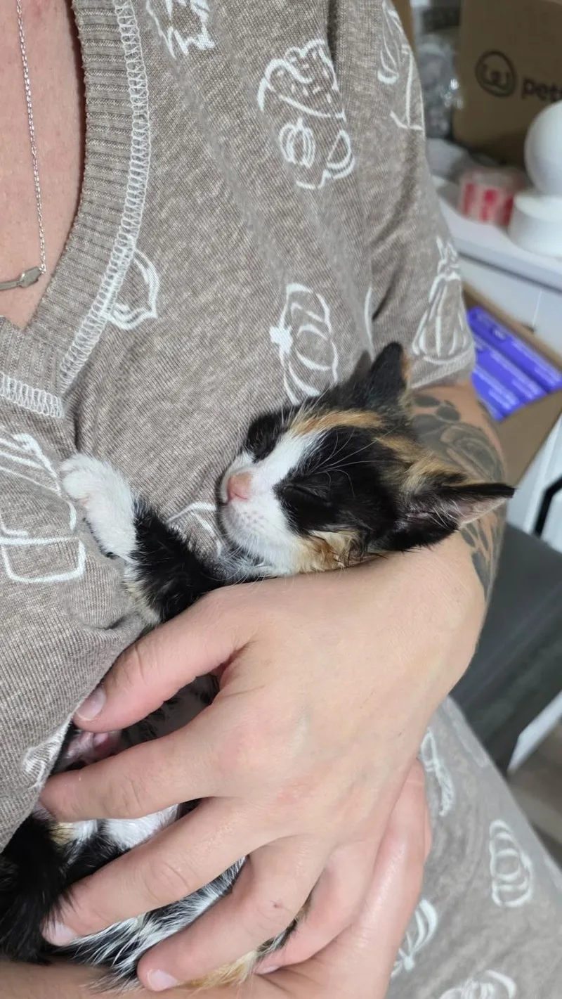 Pumpkin & Boo thumbnail 2
