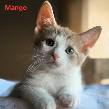 A baby medium-sized male Orange & White Tabby cat named Mango for adoption in SCOTTSDALE, AZ