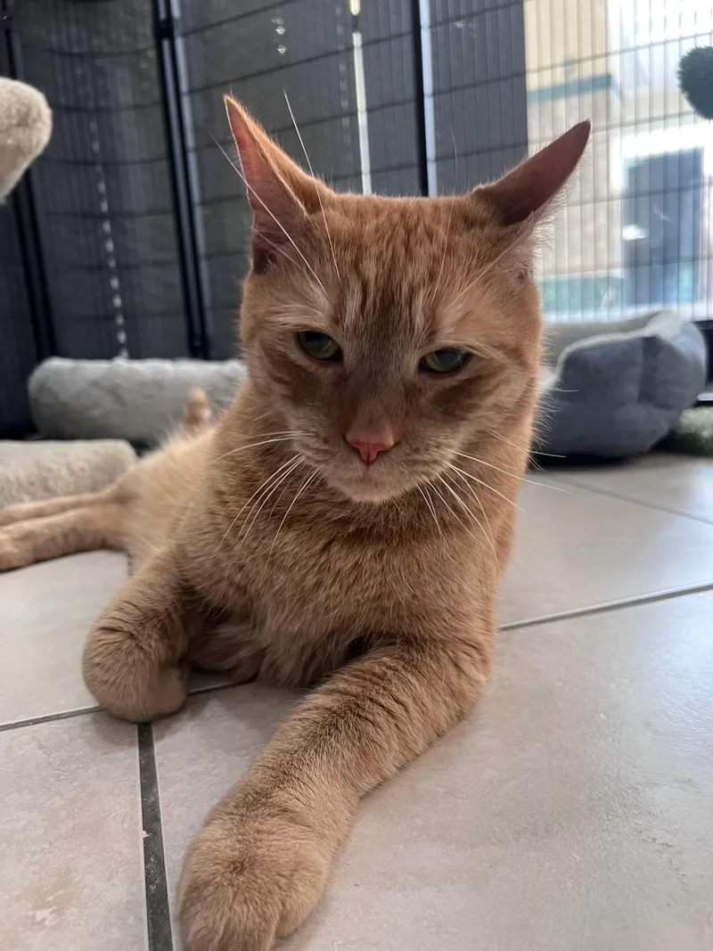 A senior large-sized male Orange / Red Domestic Short Hair cat named Oliver for adoption in Plymouth, MA