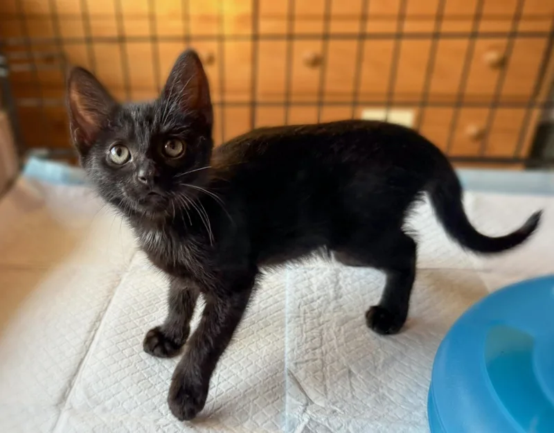 Little Dot
