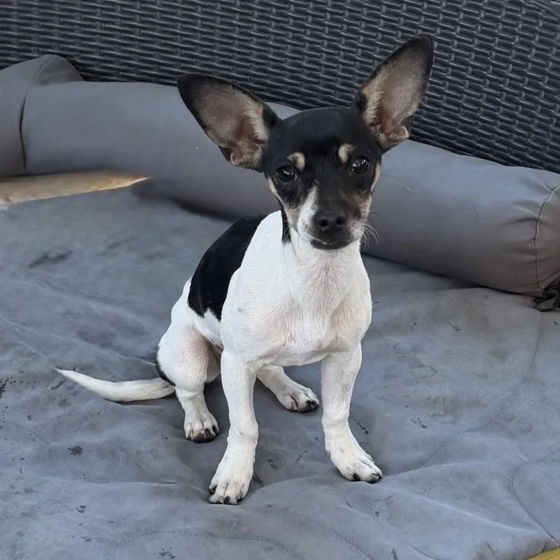 A young small-sized female Black Chihuahua dog named Juel for adoption in Las Vegas, NV