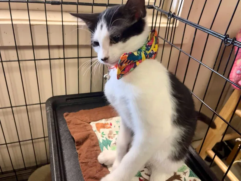 A baby medium-sized male Black & White / Tuxedo Domestic Short Hair cat named Oreo for adoption in Leavenworth, KS