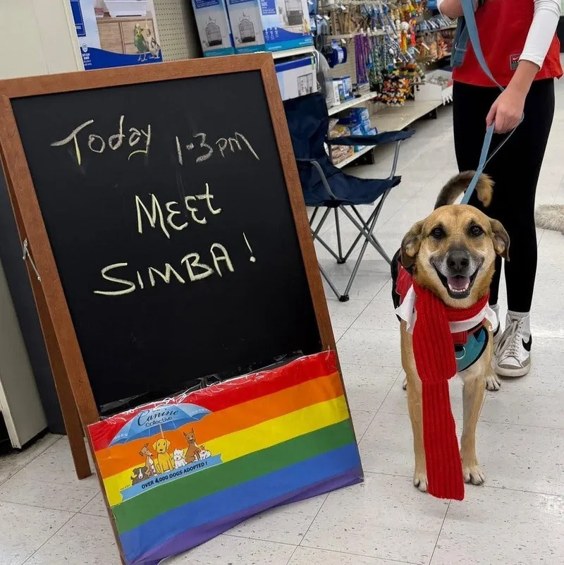 An adult medium-sized male Shepherd dog named Simba for adoption in Plain City, OH