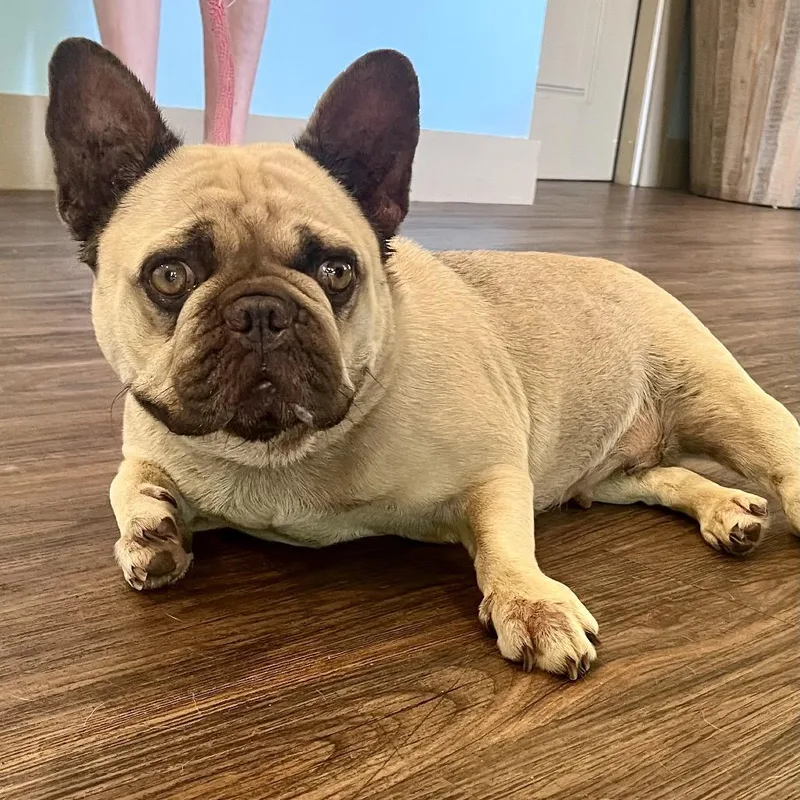 An adult small-sized female Yellow / Tan / Blond / Fawn French Bulldog dog named Bee for adoption in LOXAHATCHEE, FL