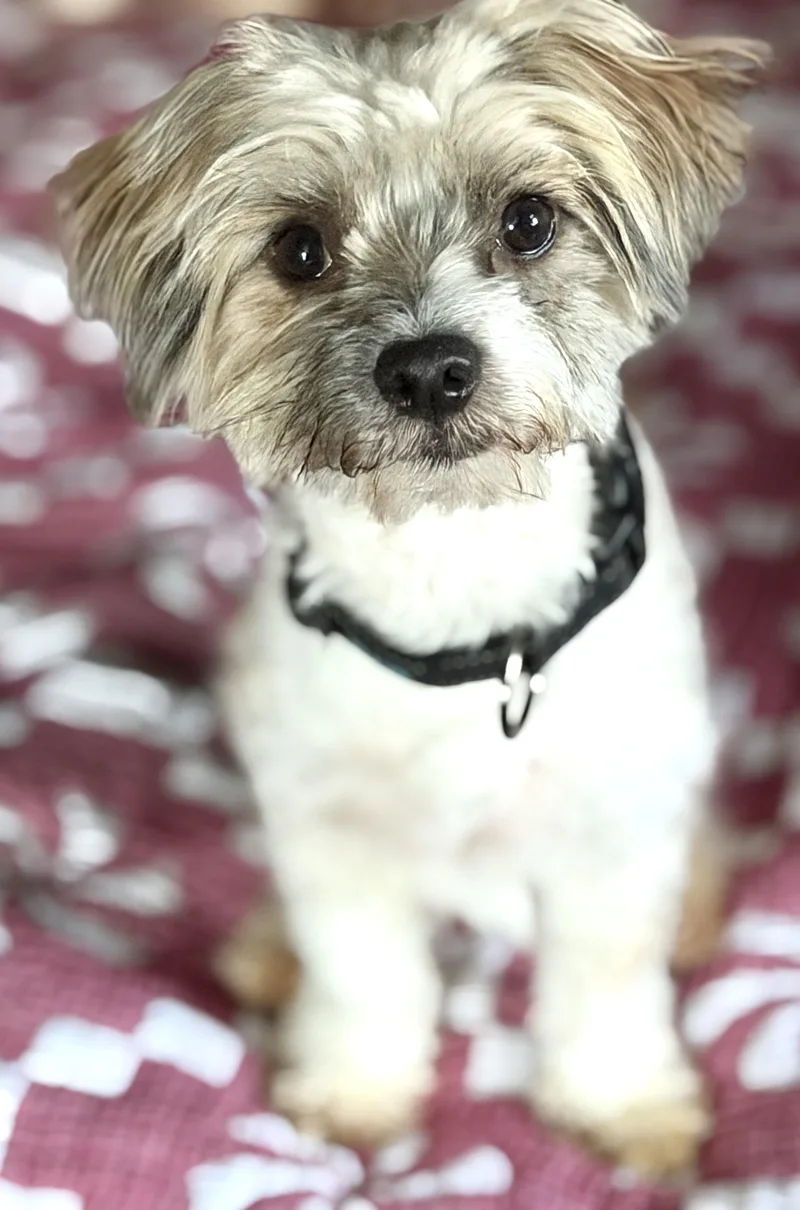 A young small-sized male Havanese dog named Bluey for adoption in Yuba City, CA