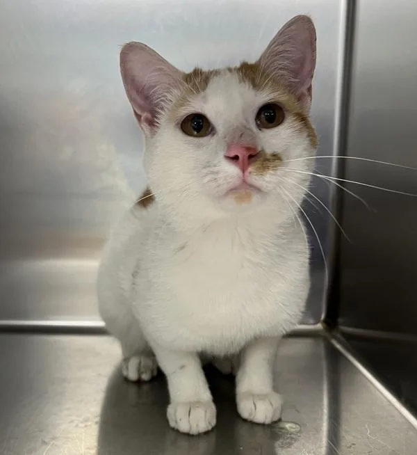 An adult medium-sized male Domestic Short Hair cat named Winnie for adoption in Sioux City, IA
