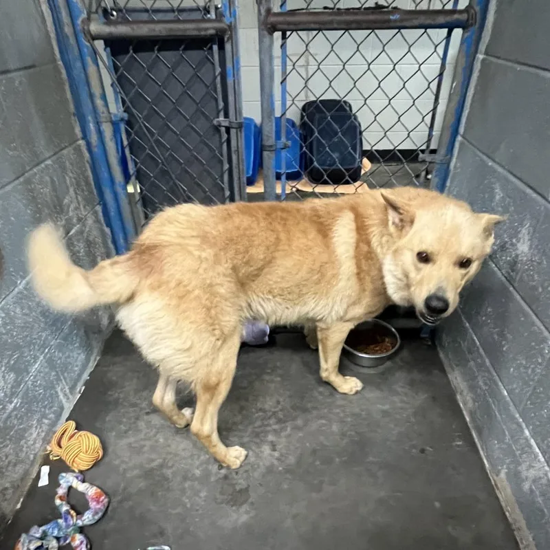 An adult medium-sized male White / Cream White German Shepherd dog named Damon for adoption in Franklin, NC