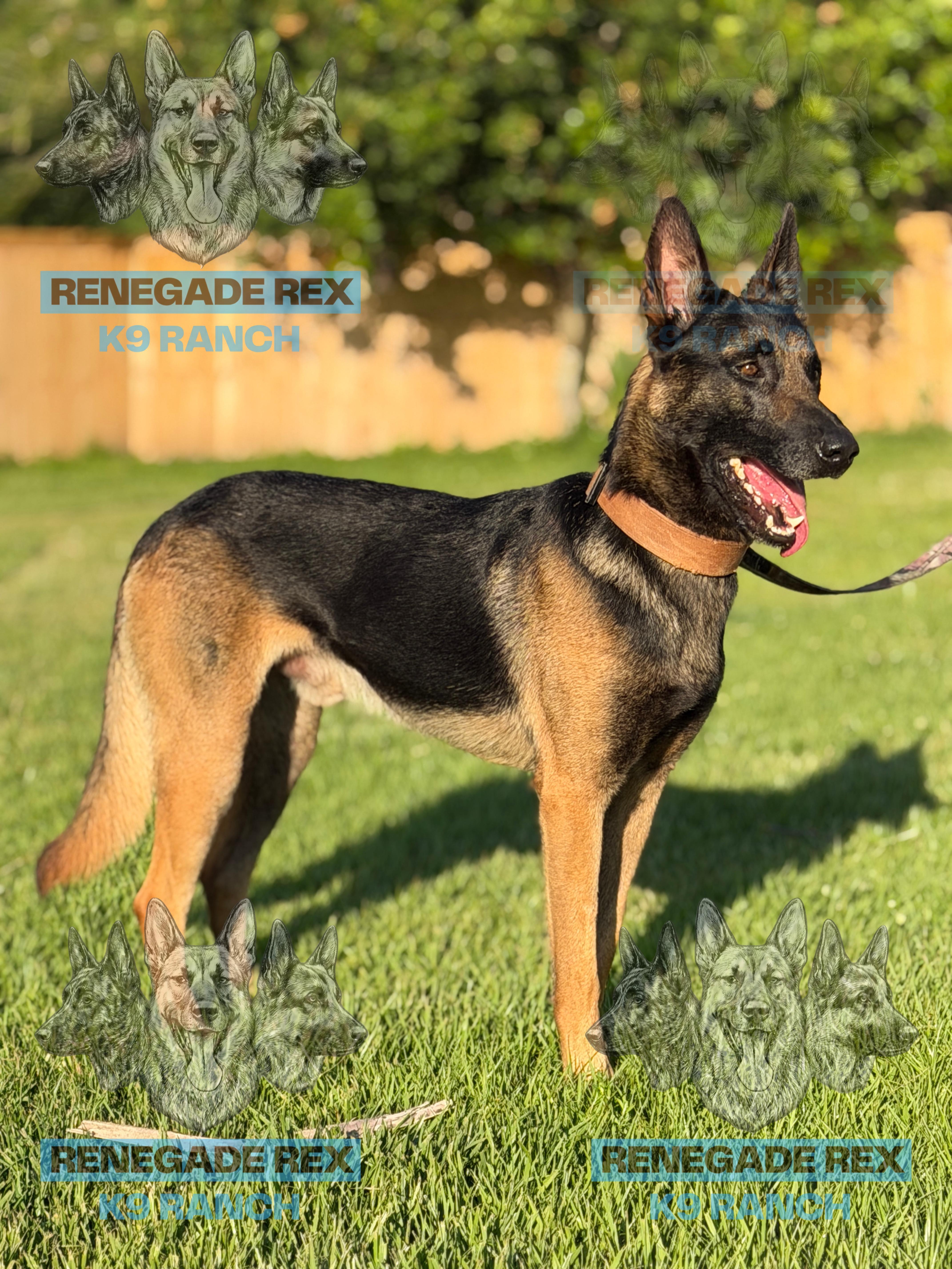 A young large-sized male Bicolor Belgian Shepherd / Malinois dog named Zeus for adoption in Port Saint Lucie, FL