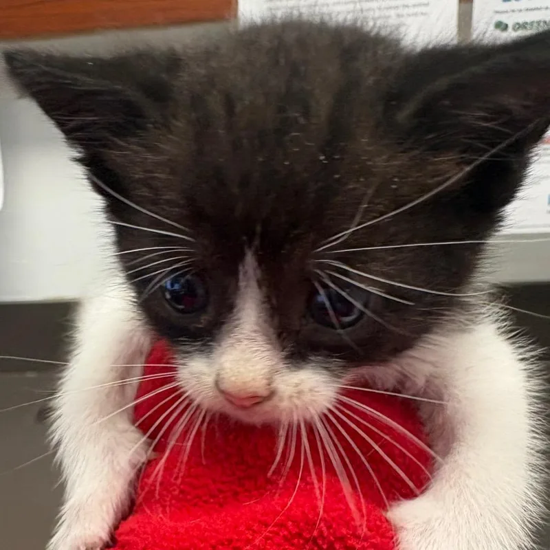 A baby small-sized male Black Domestic Short Hair cat named Ivy for adoption in Columbus, GA