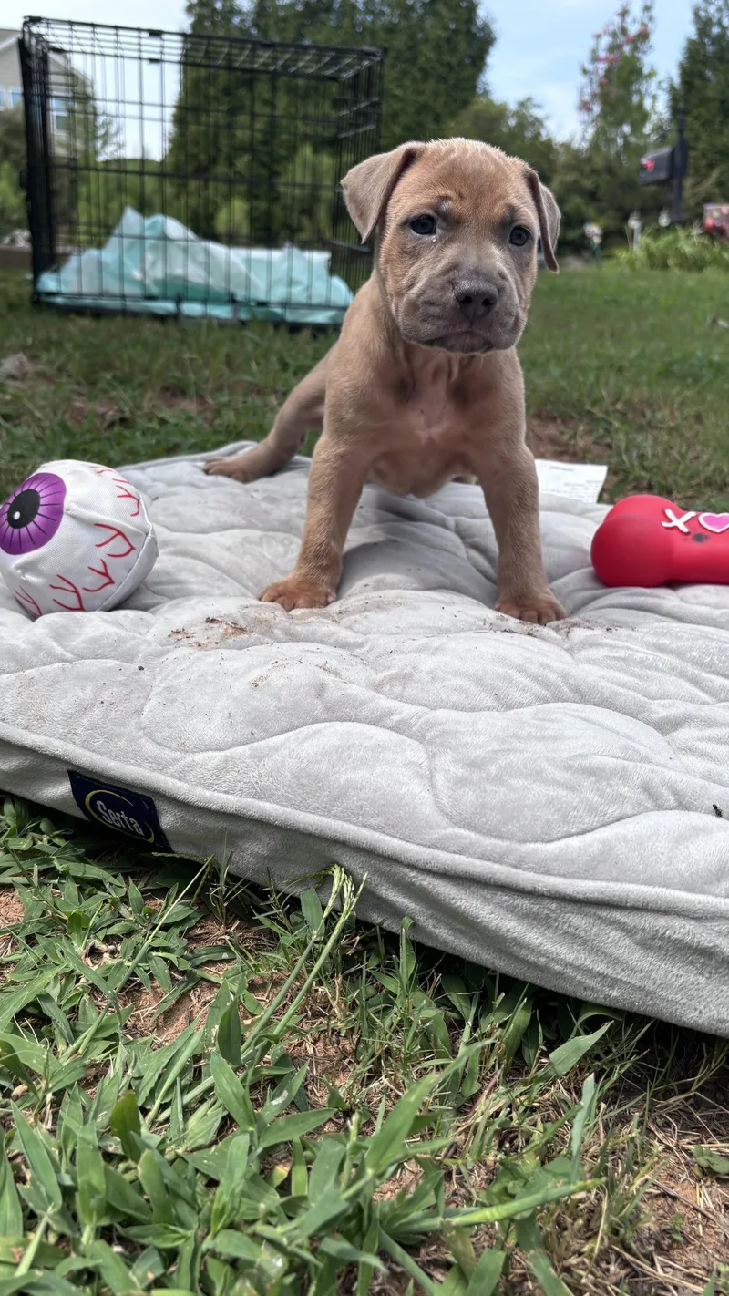 A baby medium-sized female American Staffordshire Terrier dog named Muffin Cora's Litter for adoption in Holly Springs, NC