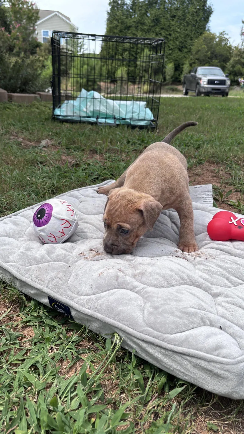 Muffin  Cora's Litter thumbnail 2