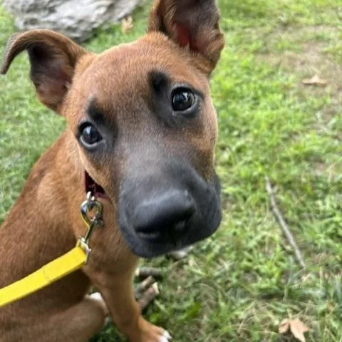 A baby medium-sized male Yellow / Tan / Blond / Fawn Belgian Shepherd / Malinois dog named Pace  Local Pup for adoption in Andover, MA
