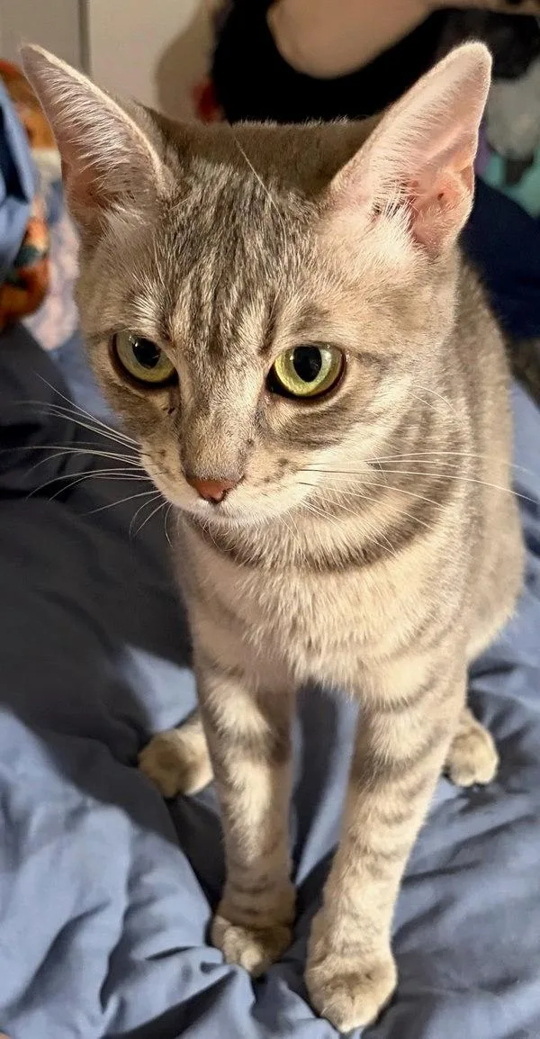 A young medium-sized female Domestic Short Hair cat named Sophie for adoption in Bonsall, CA