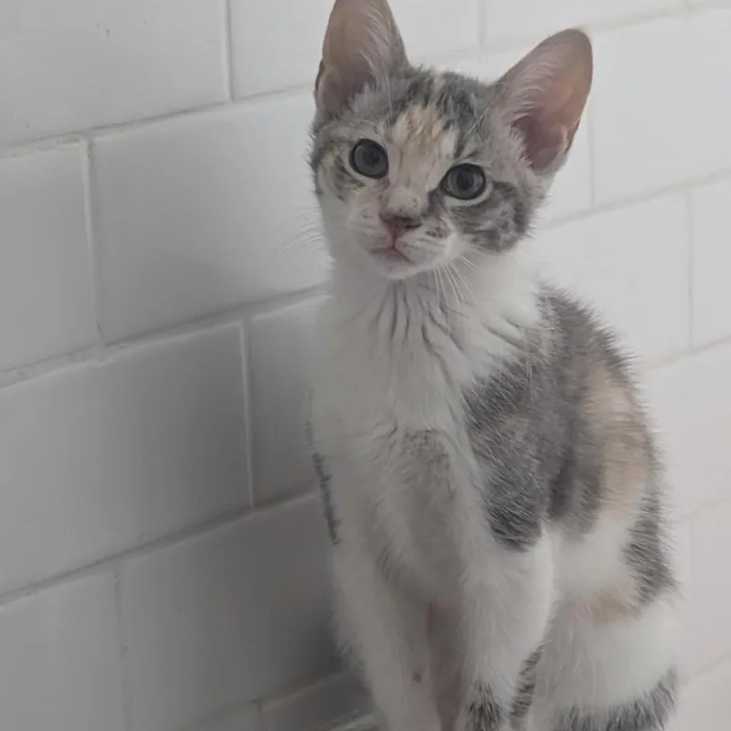 A baby small-sized female Calico Domestic Short Hair cat named Hulu for adoption in Middle Village, NY
