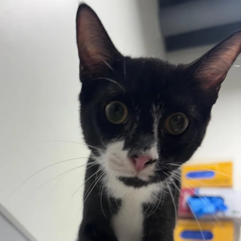 A baby medium-sized male Black Domestic Short Hair cat named Shane for adoption in Tampa, FL
