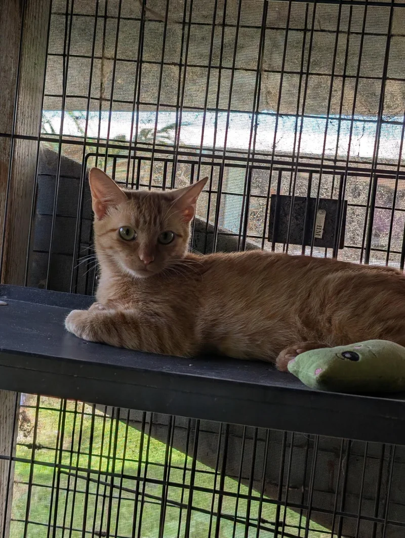A baby medium-sized female Domestic Short Hair cat named Apricot for adoption in Honolulu, HI