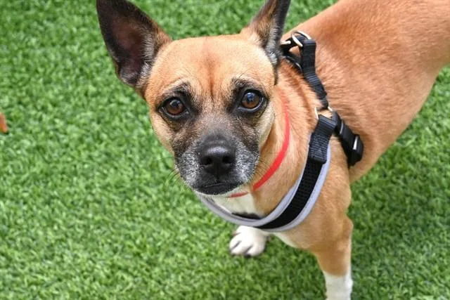 An adult medium-sized female Australian Kelpie dog named Coquit for adoption in Fort Lauderdale, FL