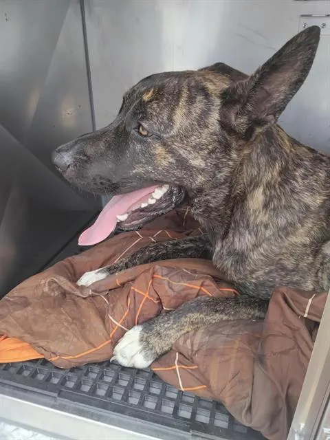 A young large-sized male Mixed Breed dog named Batman for adoption in Dallas, TX