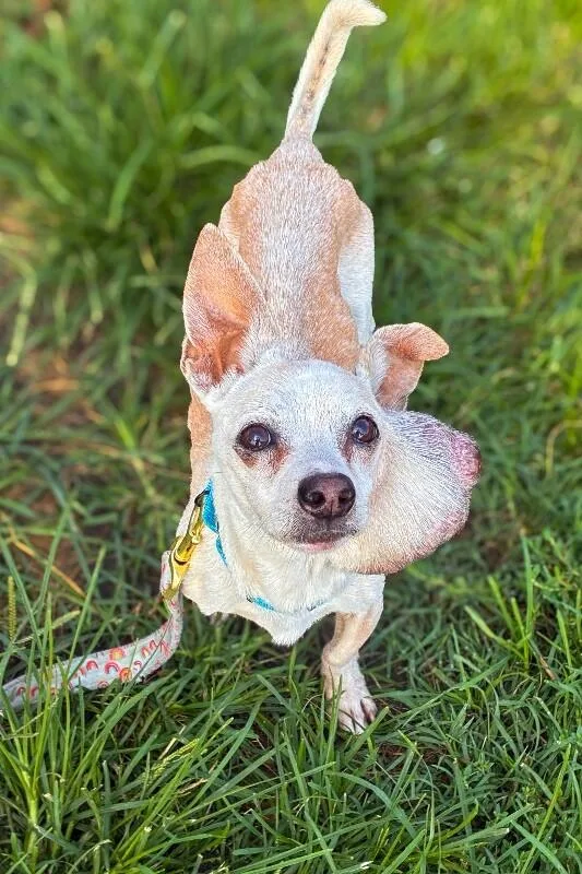 A senior small-sized male Yellow / Tan / Blond / Fawn Mixed Breed dog named Porky for adoption in Cincinnati, OH