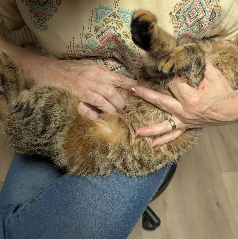 An adult medium-sized male Tabby (Brown / Chocolate) Domestic Short Hair cat named Elijah for adoption in Little Falls, MN