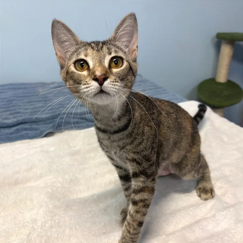 A baby medium-sized female Brown / Chocolate Domestic Short Hair cat named Artemis for adoption in Fort Lauderdale, FL