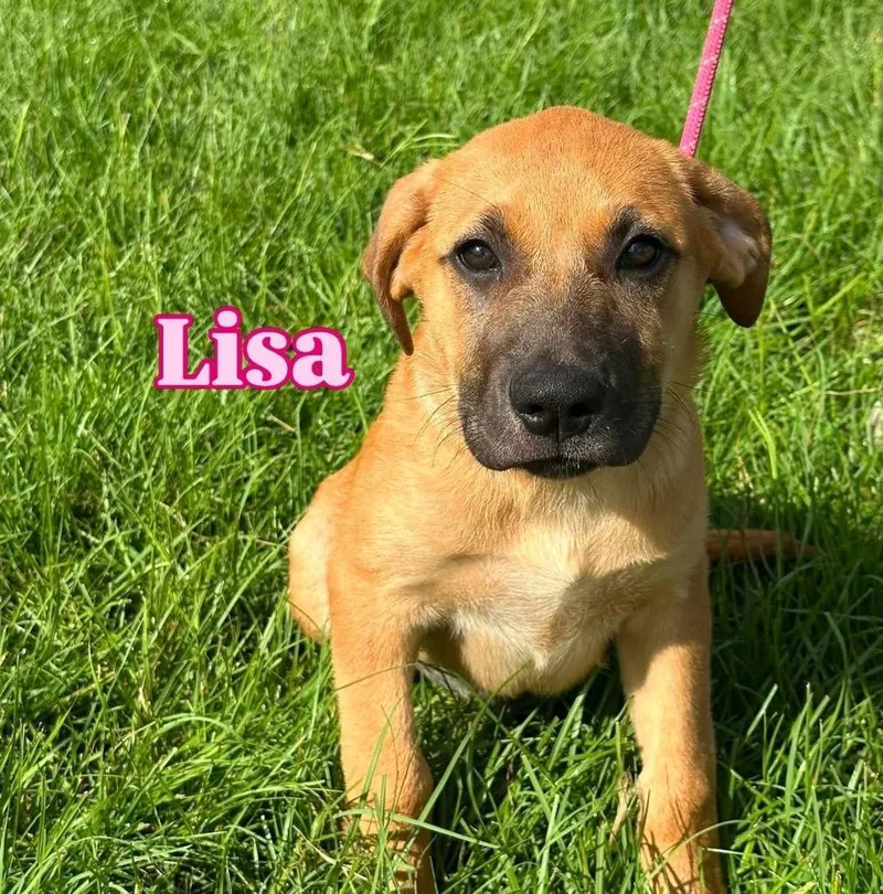 Lisa thumbnail 4