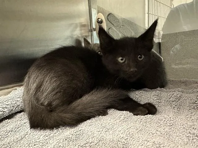 A baby small-sized female Domestic Short Hair cat named Rose for adoption in San Luis Obispo, CA