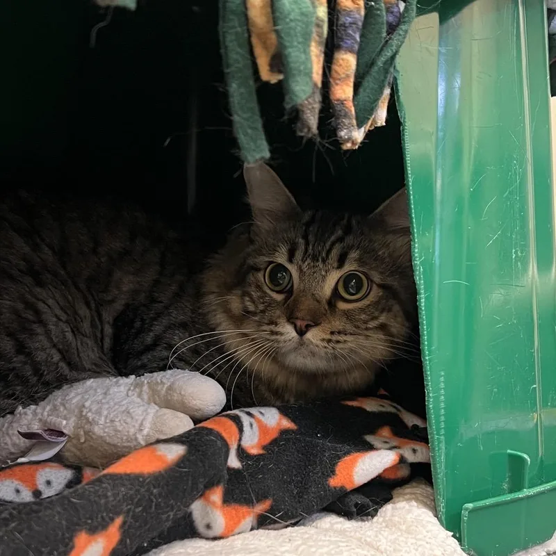 A young large-sized male Brown / Chocolate Domestic Short Hair cat named Cobalt for adoption in Naples, FL