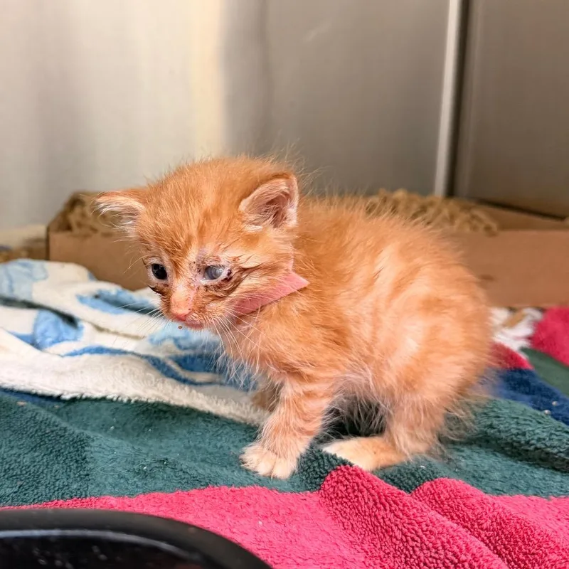 A baby small-sized male Orange / Red Domestic Short Hair cat named Vermithor for adoption in Lynchburg, VA