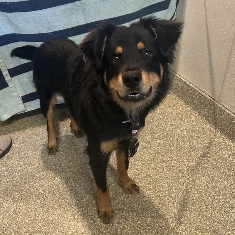 A young medium-sized male Black Shepherd dog named Banjo for adoption in San Gabriel, CA