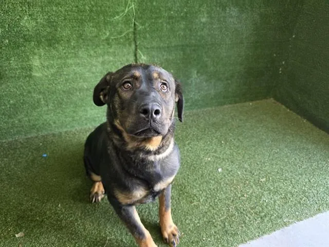 A young large-sized female Rottweiler dog named Cindy for adoption in Lancaster, CA