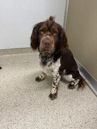 An adult medium-sized male Mixed Breed dog named Cash for adoption in Lafayette, IN