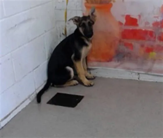 A baby small-sized female German Shepherd Dog dog named Mia for adoption in San Bernardino, CA