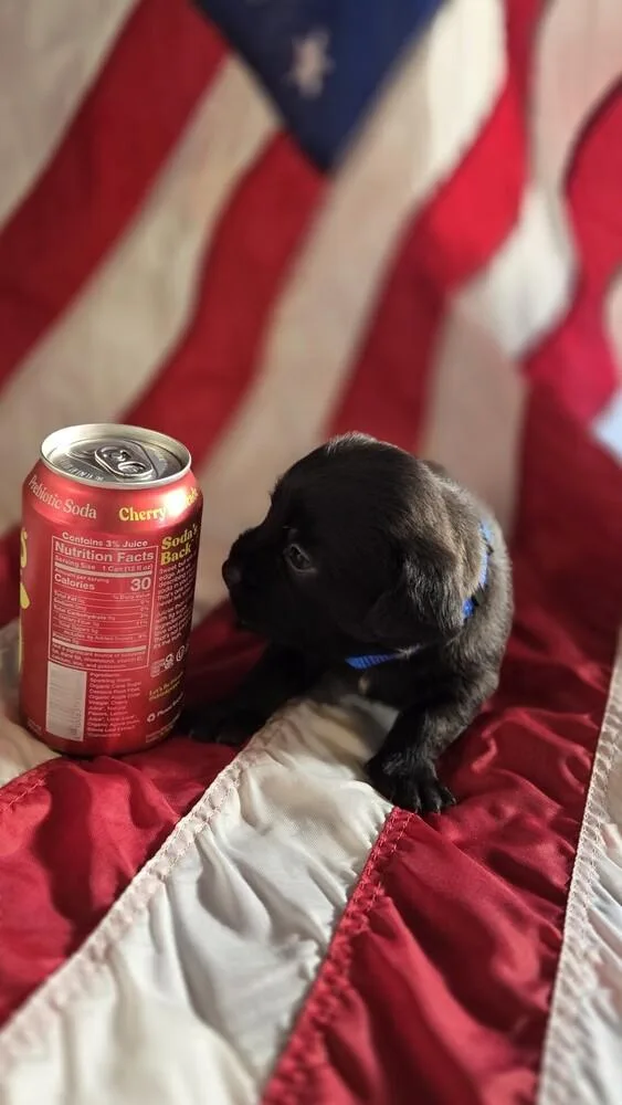 A baby small-sized male Black Schnauzer dog named George Washington for adoption in Spokane, WA