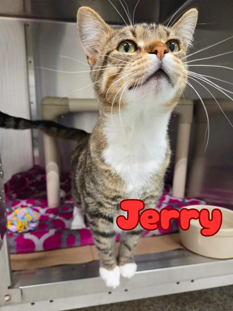 An adult medium-sized male Tabby (Brown / Chocolate) Domestic Short Hair cat named Jerry for adoption in Nevada, IA