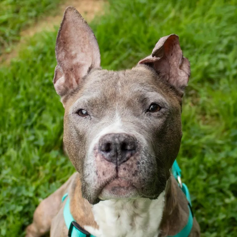 An adult medium-sized female Pit Bull Terrier dog named Angel for adoption in Middletown, RI