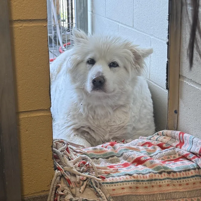 A senior extra large-sized male White / Cream Husky dog named Yeti for adoption in Bellingham, WA