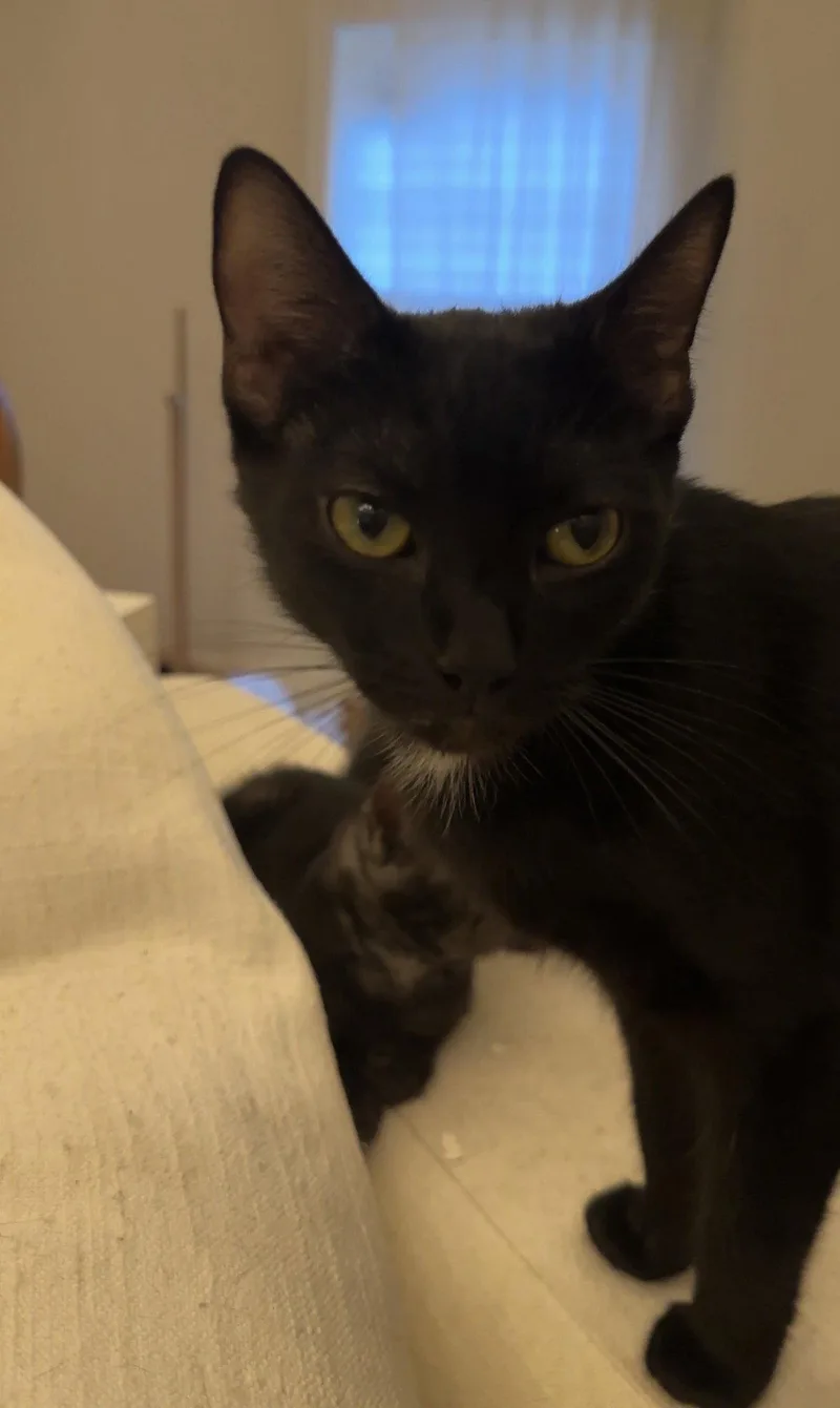 A young medium-sized female Black & White / Tuxedo Domestic Short Hair cat named Sarafina for adoption in Cuyahoga Falls, OH