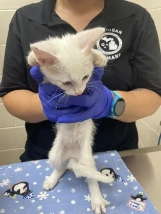 An adult medium-sized male Domestic Short Hair cat named Marshmallow for adoption in Westland, MI