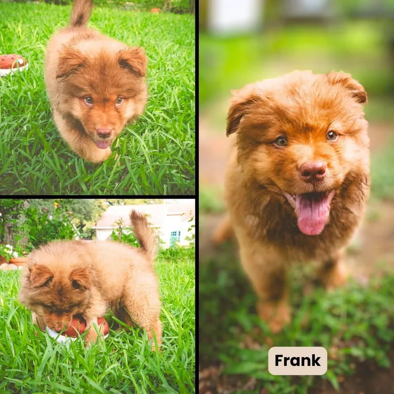 Frank thumbnail 2